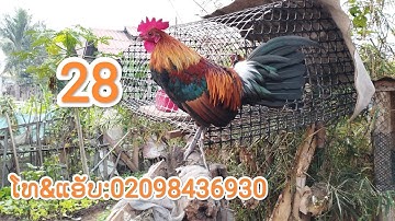 qaib mos f3.ไก่ป่า อ่อนf3.4/3/2023.02097436930.
