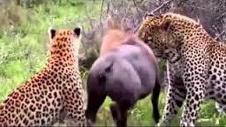 Documentario 2017 - animali Predatori Selvaggi, Arma Letale la Velocità