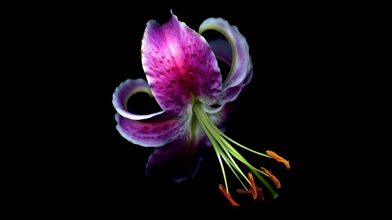 Flowers with Mozart's Music YouTube