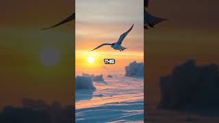 Unveiling Natures Wonder The Longest Migration Of All Time