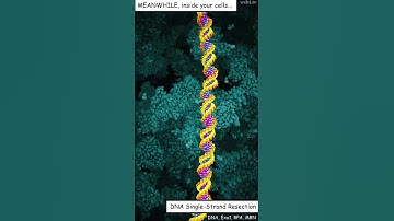 DNA single-strand resection by Exo1 enzyme