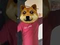 Con chó tài năng được nhận nuôi Talented dog adopted#cat#sorts
