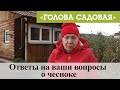 Голова садовая - Ответы на ваши вопросы о чесноке