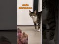 Will they fall for it? #pets #doggielife #funny #puppy #dog #yorkie #dogsworld #cats #petsrule #cat