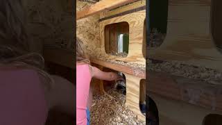 Rat Snake in a Chicken Coop 2.0