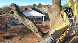 TreeClimbers: The Climbers Oak part 2 #climbing #treelife #treeclimbing