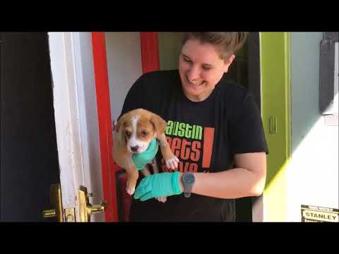 petco hours Austin Pets Alive! Foster Vlog - 4/28/18