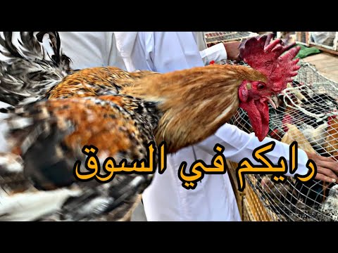 فلوق حراج الطيور في المدينه المنوره