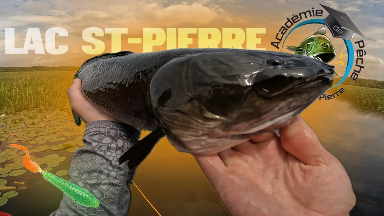 J’attrape ce POISSON (et d’autres records) JUSTE devant moi! Académie de pêche du Lac St-Pierre S4É1