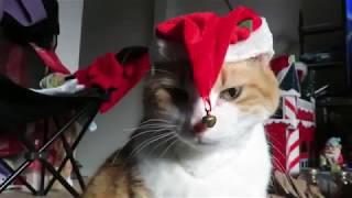 Cat Wears Christmas Hats