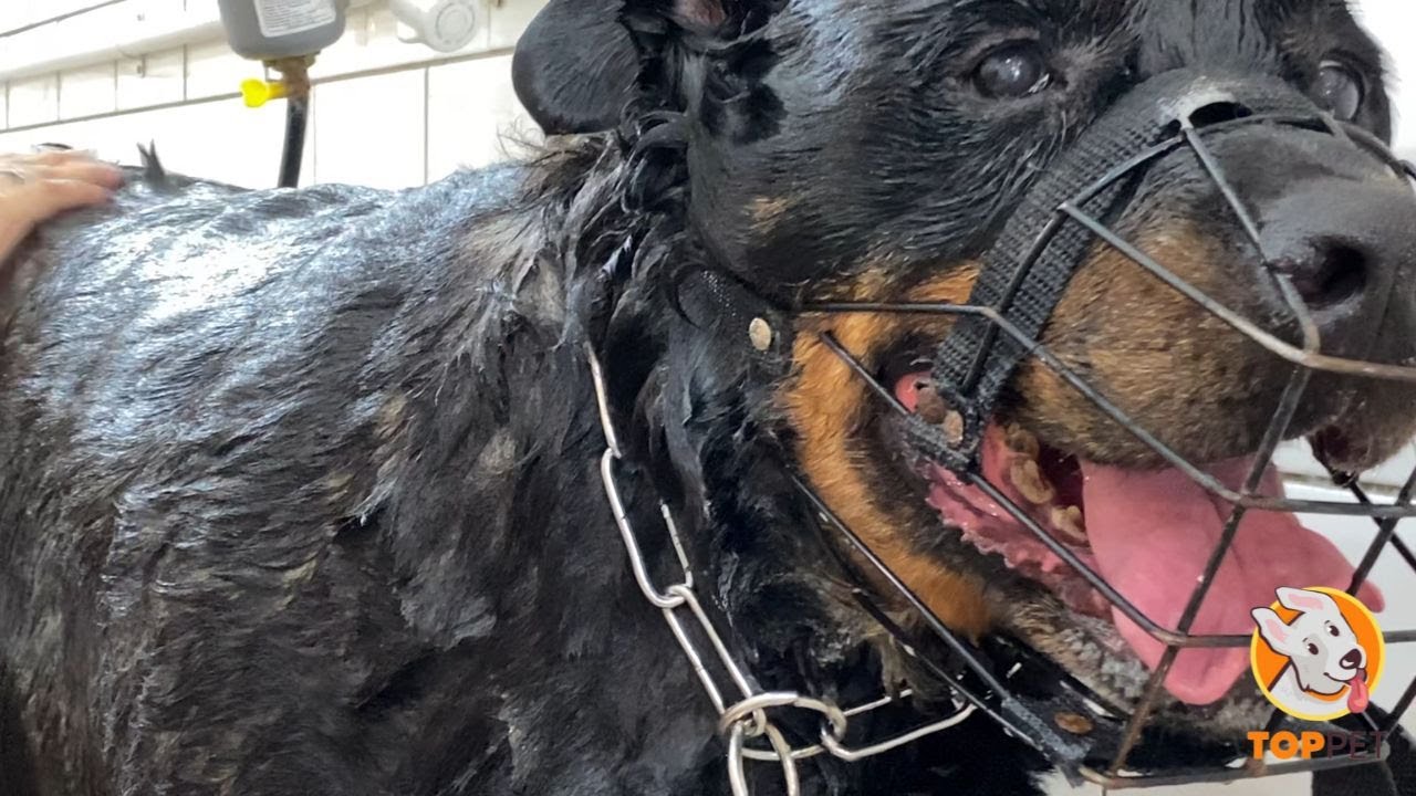Banho na Rottweiler que era BRAVA e ficou MANSA no PET SHOP! (Save te amamos!)