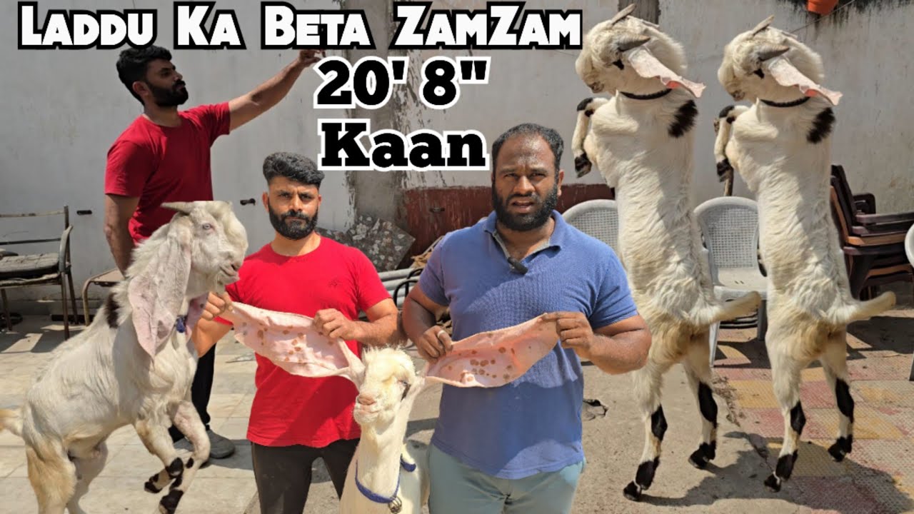 Top Quality Hyderabadi Breeder | Bade Kaan Ka Bakra | 20' 8