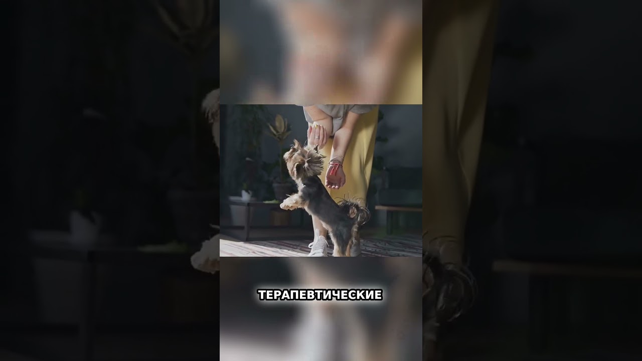 Питомцы — лучшее лекарство: они укрепляют тело и исцеляют душу