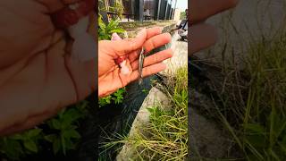 Who Will Catch First? Epic Hook Fishing Competition#viral #fishing #fish
