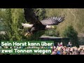 Der Weißkopfseeadler