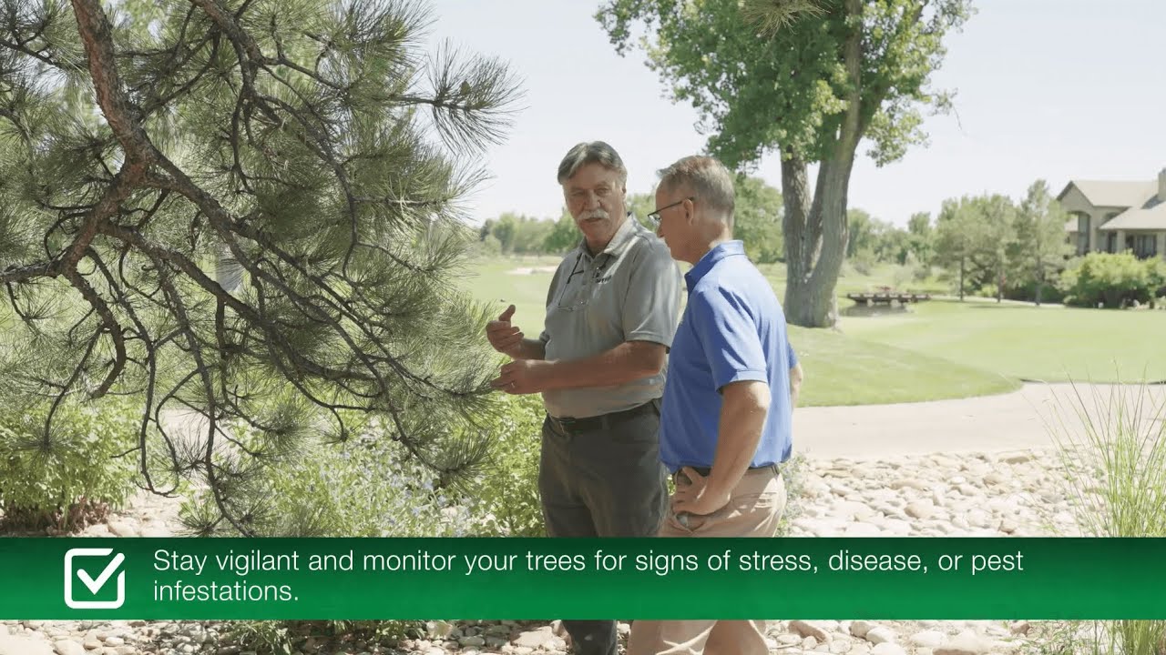 How To Care For Trees In Colorado - YouTube