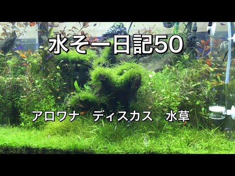 ディスカス稚魚孵化 血紅龍 水草 水そー日記50 メンテナンス11月後半 Youtube