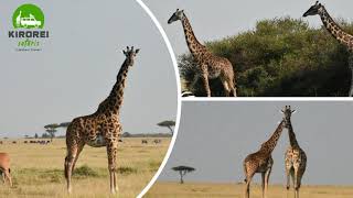 The Tallest Giraffes Of Masai Mara