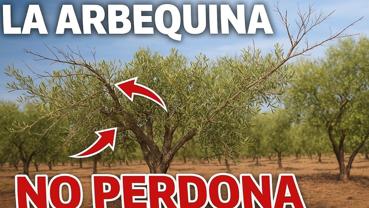 🟥 Nadie Te Cuenta Esto de la Arbequina...Hasta que Tienes Problemas de Brotación