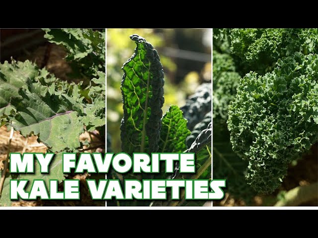 When Is It Ripe? Kale 