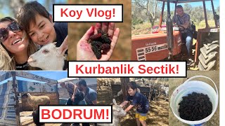 Bodruma Gidiyoruzköyde 2 Gunkurban Kesimi Meyve Topladikhersey Organik