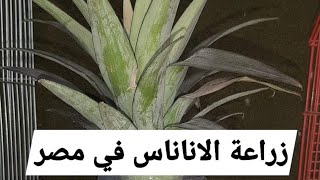 طريقة زراعة الأناناس في مصر(١) /عادل السهلي