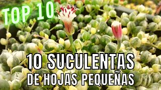 10 SUCULENTAS de HOJAS PEQUEÑAS