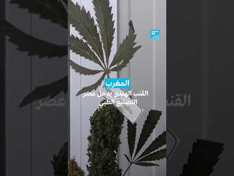 القنب الهندي في المغرب: تحول من الزراعة التقليدية إلى الاستخدامات الطبية