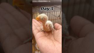 Download Lagu African lovebirds🐦growth| #africanlovebirds #growth #lovebirds #birds #ytshorts #shorts #viralvideo MP3 Download Lagu African lovebirds🐦growth| #africanlovebirds #growth #lovebirds #birds #ytshorts #shorts #viralvideo MP3