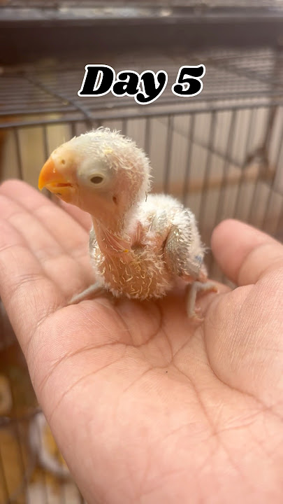 African lovebirds🐦growth| #africanlovebirds #growth #lovebirds #birds #ytshorts #shorts #viralvideo