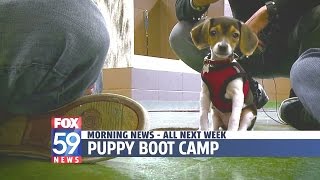 Puppy Boot Camp Feb 2016 Fox59 Morning News Indianapolis