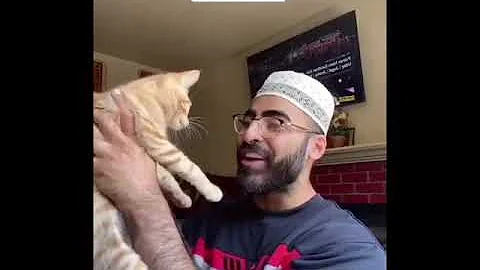 Video 11715851: cat pets cute animals, best cat compilation, laugh cute cat funny