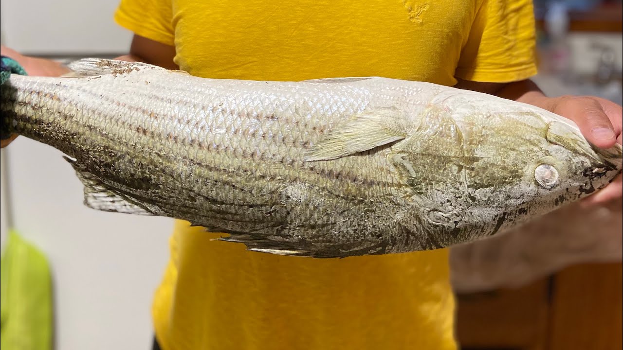 BIG STRIPED SEA BASS NOVA SCOTIA FISHING 🇨🇦 shorts YouTube
