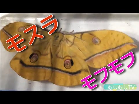 モフモフかわいい ヤママユガ 日本のヤママユガには幼虫にも毒はありません Moth モスラ むしむしtv Youtube