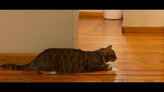 The Observer #cattv  #catlover   #nomnom   #tabbycat   #cat   #catvideos  #cute  #catbehavior by TabbyNomNom 90 views 2 days ago 1 minute, 57 seconds