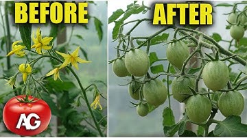 In the flower cluster, all the tomatoes will be tied after that! Without fertilizing and treatments