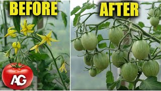 In the flower cluster, all the tomatoes will be tied after that! Without fertilizing and treatments