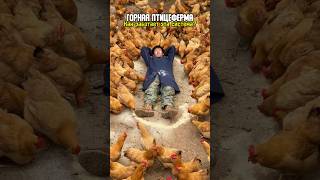 Chickens on a Monorail: Premium Mountain Farms
