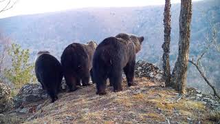 Сразу восемь животных попали в фотоловушку на одном месте