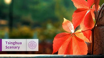 Have a crush on the autumn of Tsinghua!