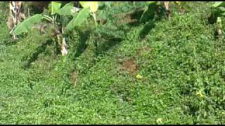 Cruising Down From Ra To Gadog Part 1