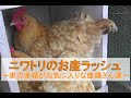 ニワトリのお産ラッシュ～奥の産箱がお気に入りな雌鶏さん達～