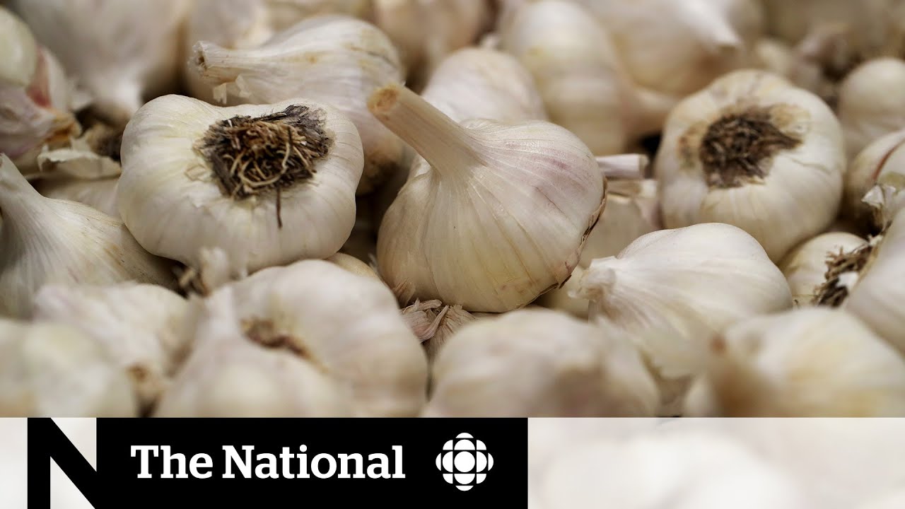 Busting garlic cures and other false coronavirus claims YouTube