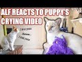 Alf reacts to Puppy&#39;s heartbreaking &quot;PROOF THAT CATS MISS THEIR OWNERS&quot; video! 🙀😿💔