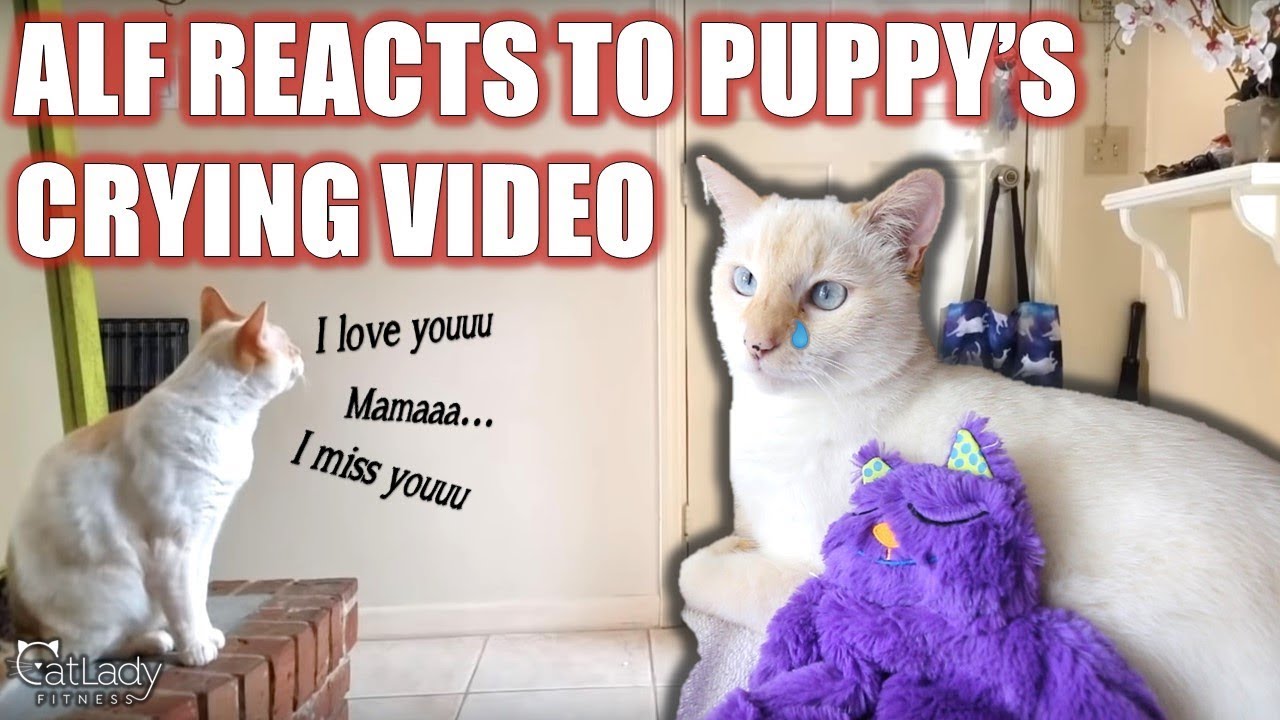 do cats miss their owners when they die Alf reacts to Puppy's heartbreaking 