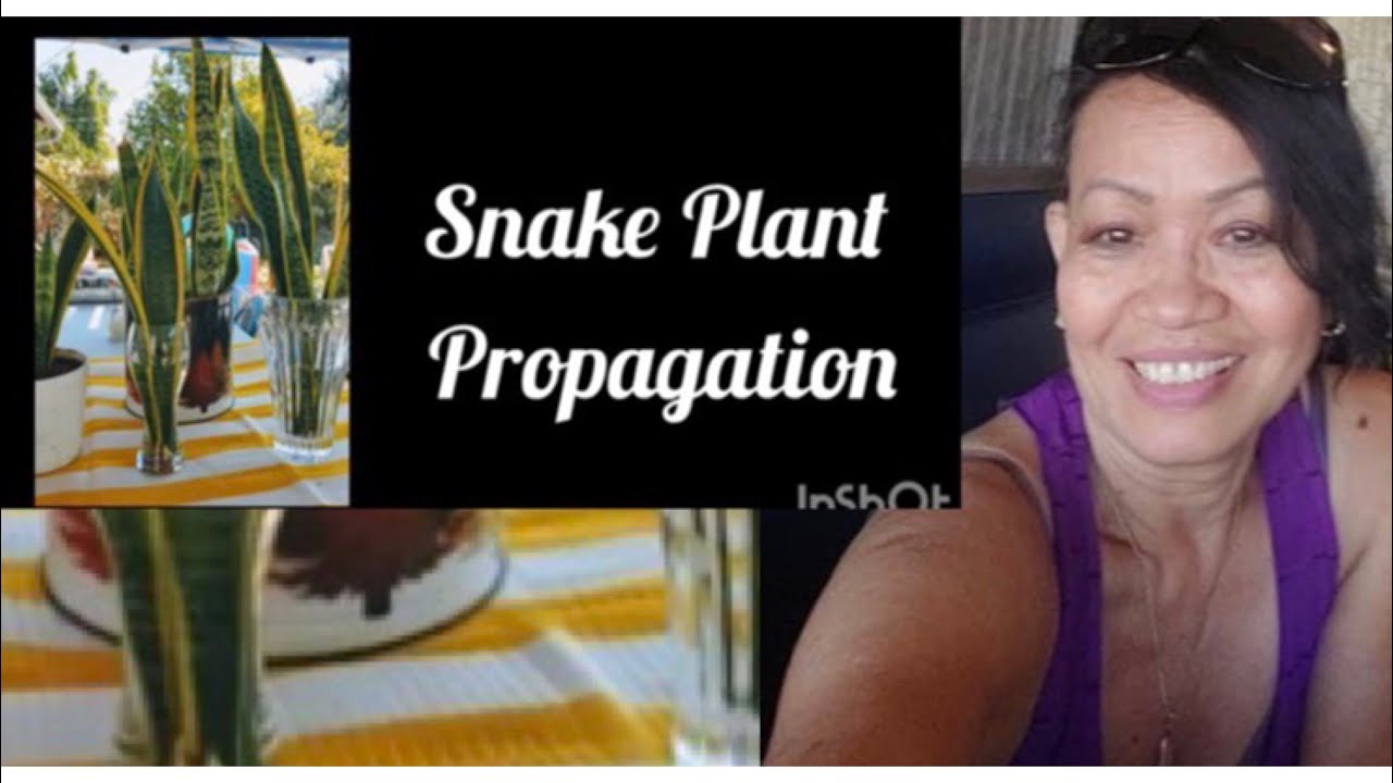 How to grow Snake Plant in water.