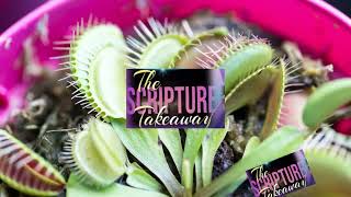 THE SCRIPTURE TAKEAWAY | LESSONS OF FAITH FROM THE VENUS FLYTRAP | REV. PEACE GEORGE