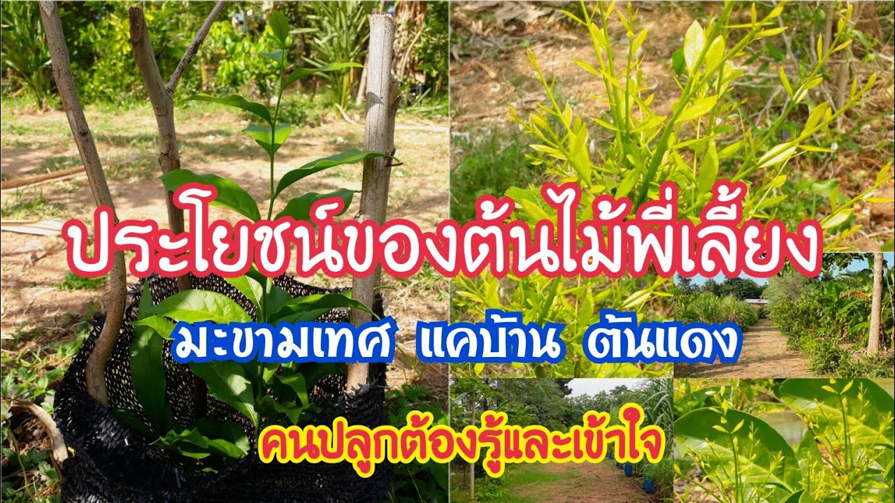 เหตุผลที่คนทำสวนผักหวานป่าใช้ต้นแค|ต้นมะขามเทศ|ต้นอะชม|ต้นแดงเป็นไม่พี่เลี้ยงผักหวานป่า