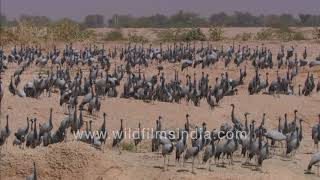 Demoiselle Cranes: Migratory flocks perform acrobatics in blue skies, cranes sound while foraging