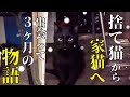 もう来るな!と追い払った野良猫だったのに、まさかこんな事になるなんて...【総集編】